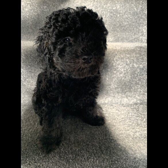 Toy Poodle - Bitches
