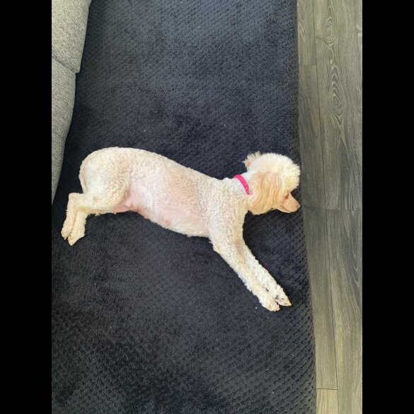 Toy Poodle - Bitches