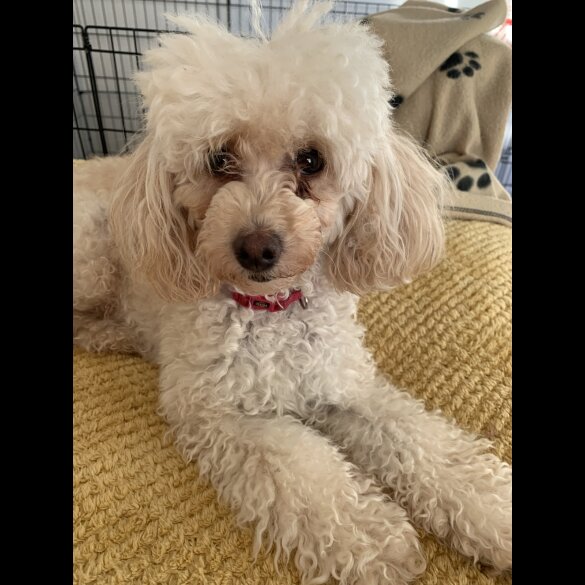 Toy Poodle - Bitches