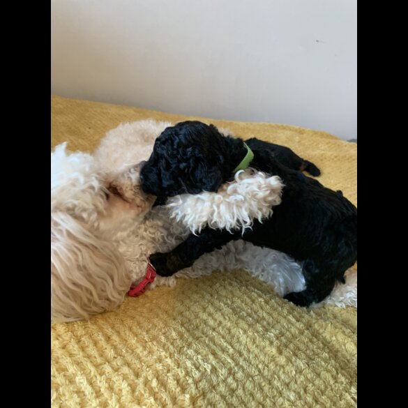 Toy Poodle - Bitches