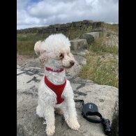 Toy Poodle - Bitches