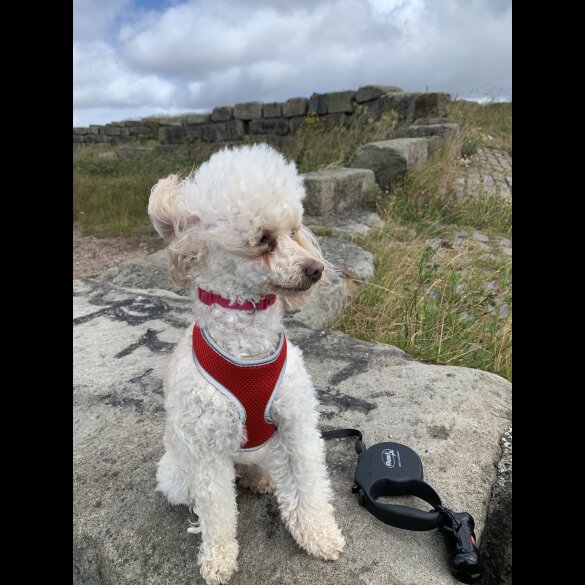 Toy Poodle - Bitches