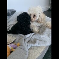 Toy Poodle - Bitches