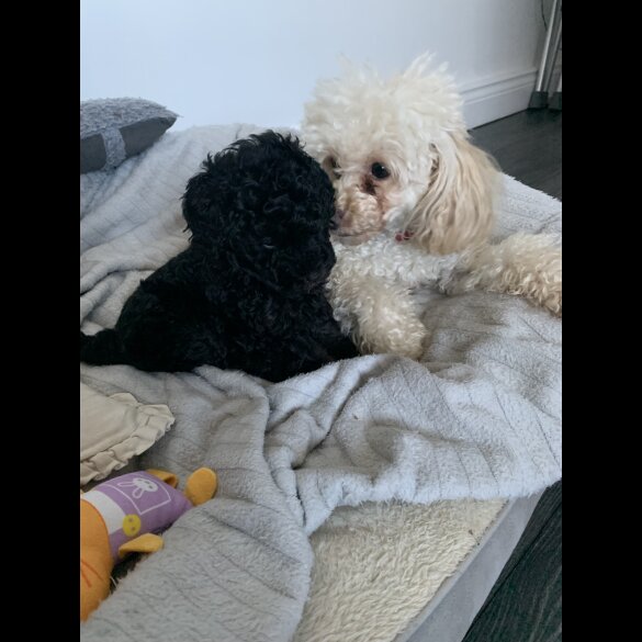 Toy Poodle - Bitches
