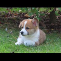 Welsh Corgi - Both