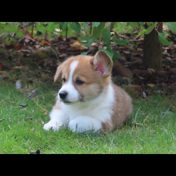 Welsh Corgi - Both