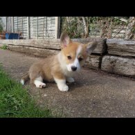 Welsh Corgi - Both