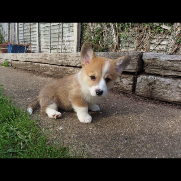 Welsh Corgi - Both