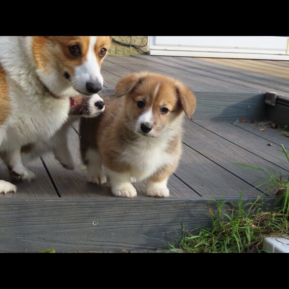 Welsh Corgi - Both