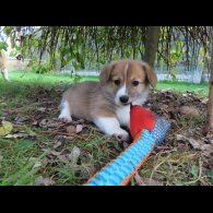 Welsh Corgi - Both