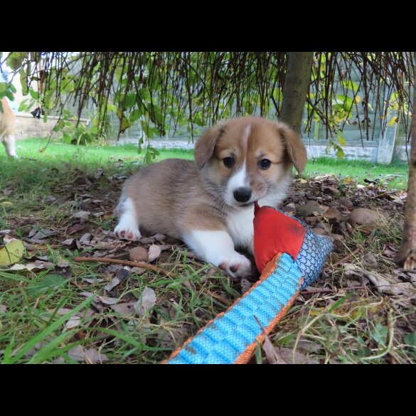 Welsh Corgi - Both