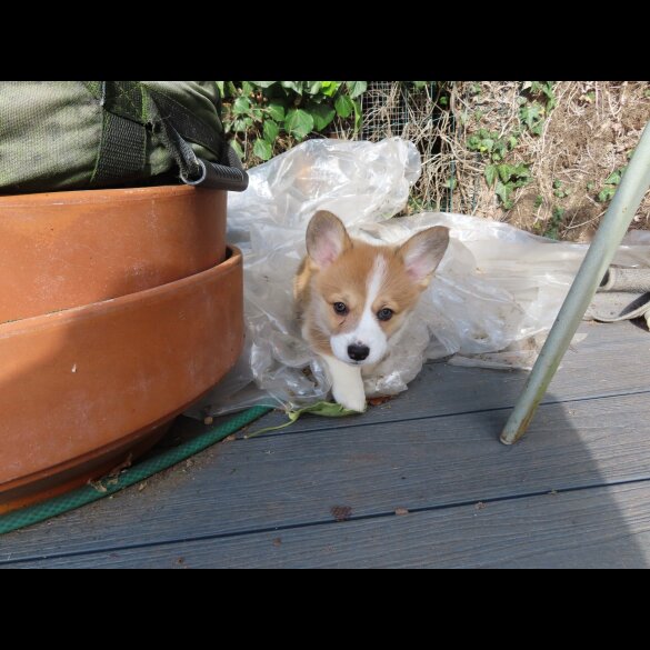 Welsh Corgi - Both