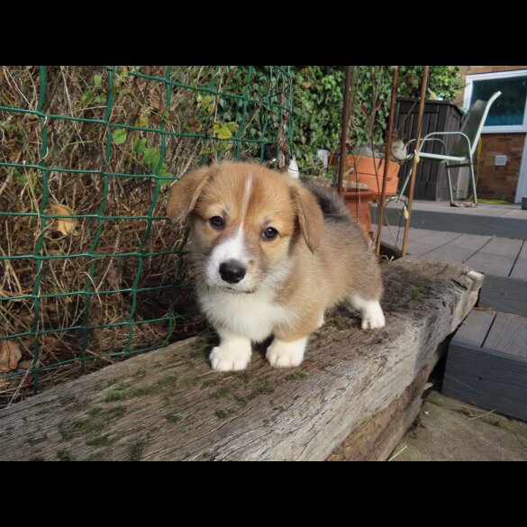 Welsh Corgi - Both