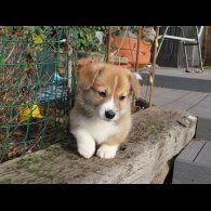 Welsh Corgi - Both