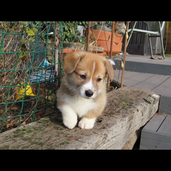 Welsh Corgi - Both