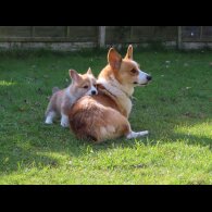 Welsh Corgi - Both