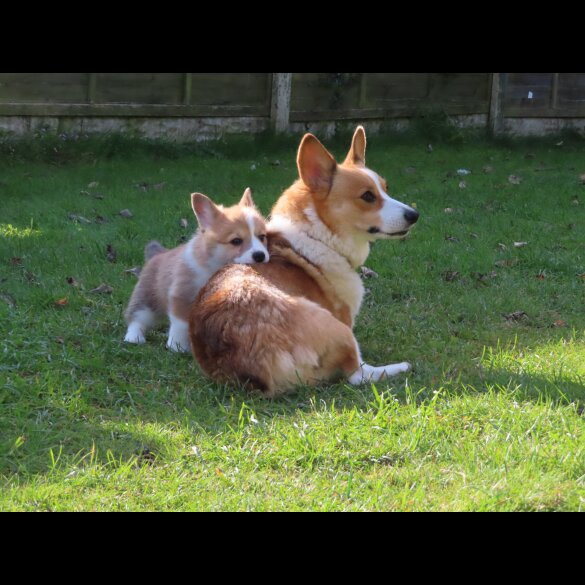 Welsh Corgi - Both