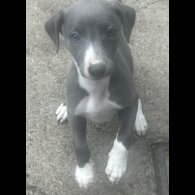 Whippet - Both