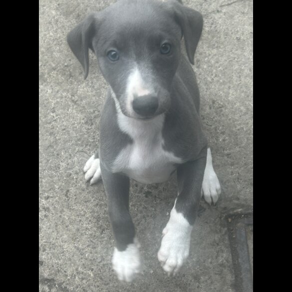 Whippet - Both