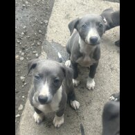 Whippet - Both