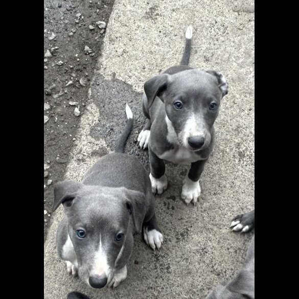 Whippet - Both