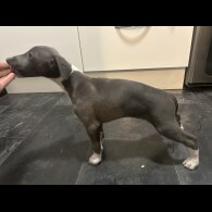 Whippet - Both