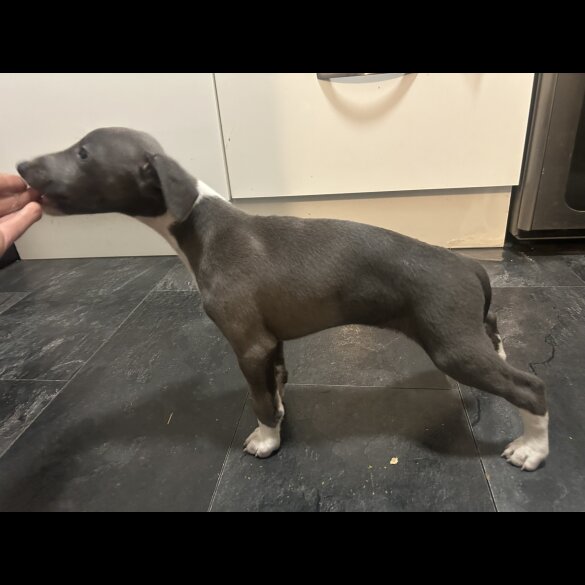 Whippet - Both