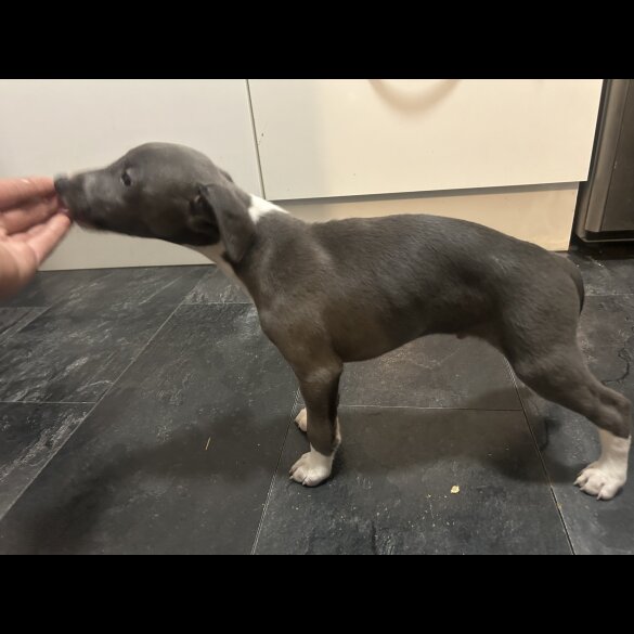 Whippet - Both
