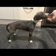 Whippet - Both