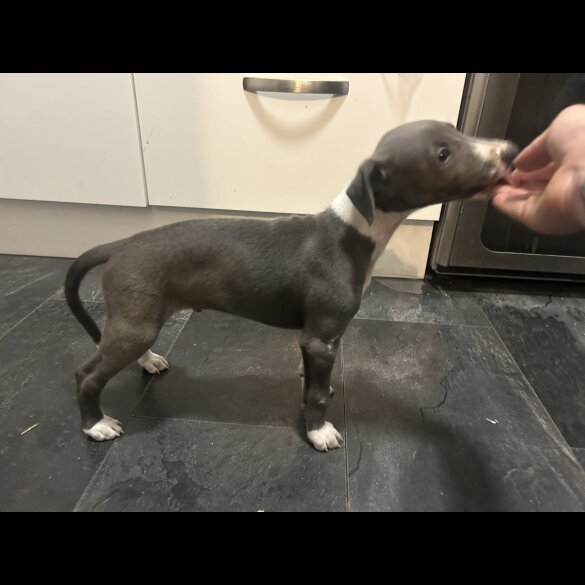 Whippet - Both