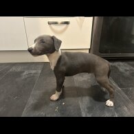 Whippet - Both