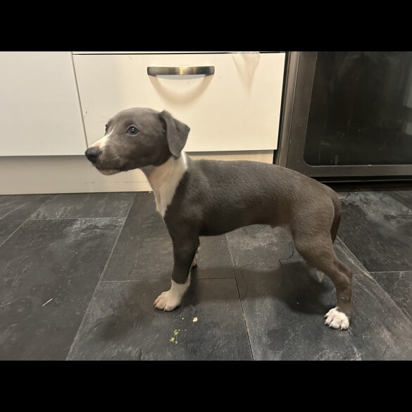 Whippet - Both