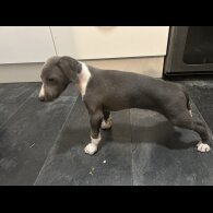 Whippet - Both
