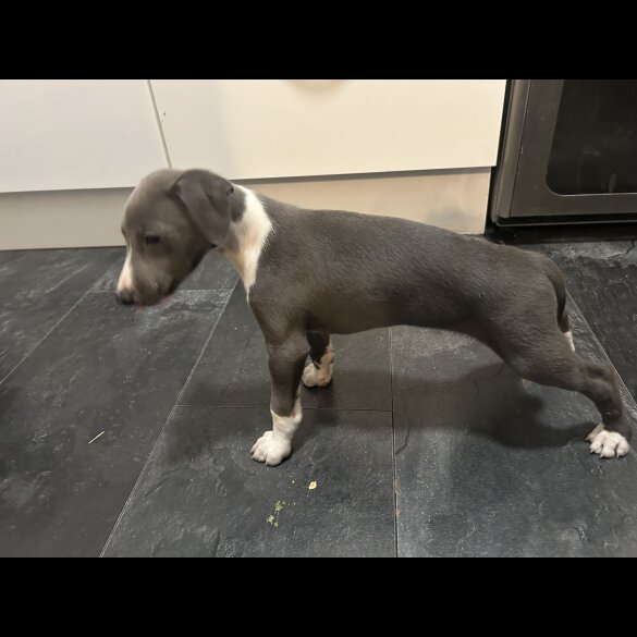 Whippet - Both