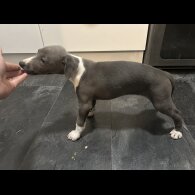 Whippet - Both