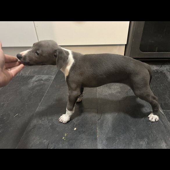 Whippet - Both