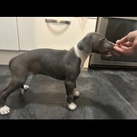 Whippet - Both