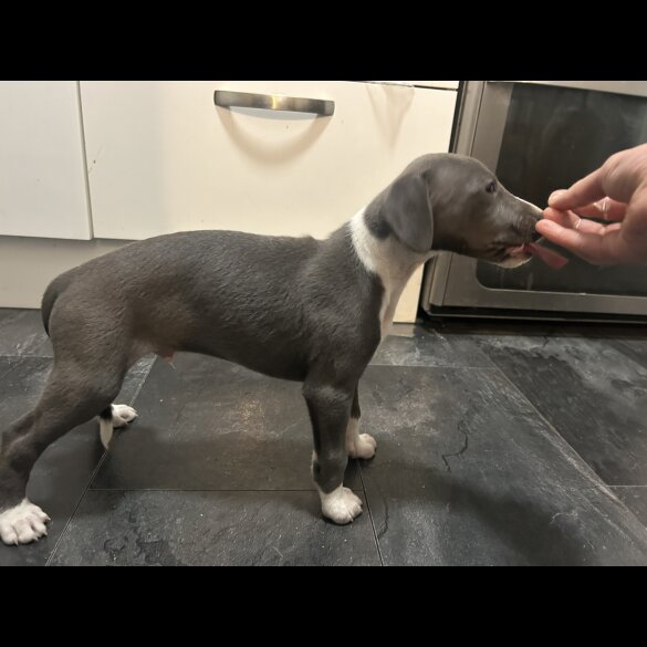 Whippet - Both
