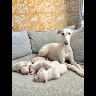 Whippet - Both