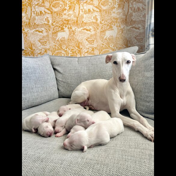 Whippet - Both