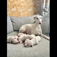 Whippet - Both