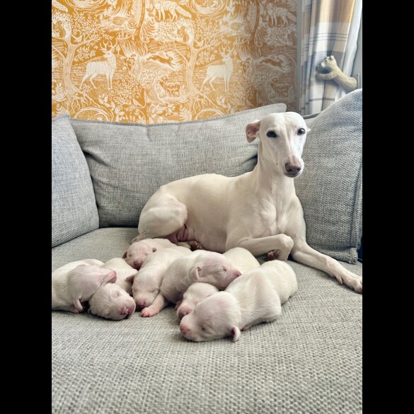 Whippet - Both