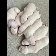 Whippet - Both