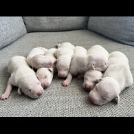 Whippet - Both