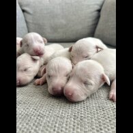 Whippet - Both