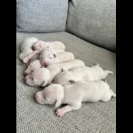 Whippet - Both