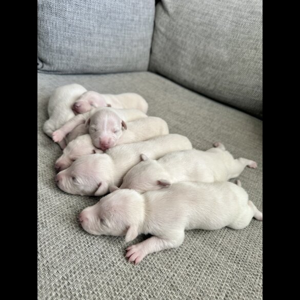 Whippet - Both