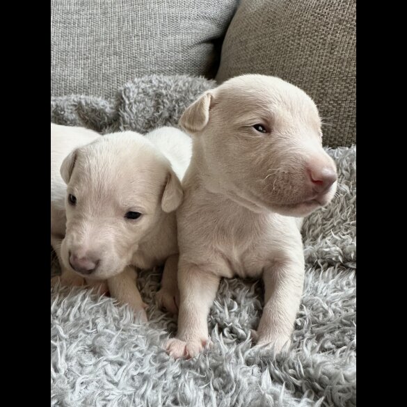 Whippet - Both