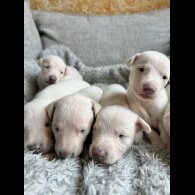 Whippet - Both