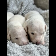 Whippet - Both